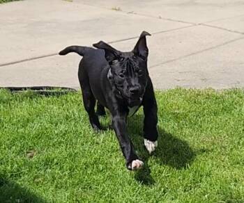 American Bully Dogs Available for Adoption in Lincoln Park, Michigan - Maverick | PetCurious