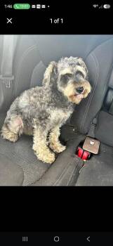 Minnie -  Schnauzer Dog for Adoption in Chattanooga, Tennessee - Minnie | PetCurious