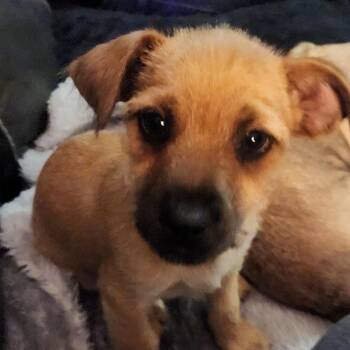 Chihuahua and Yorkshire Terrier Dogs Available for Adoption - Frankie | PetCurious