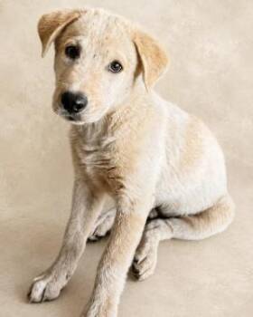 Cauliflower -  Mixed Breed Dog for Adoption in Chickasha, Oklahoma - Cauliflower | PetCurious