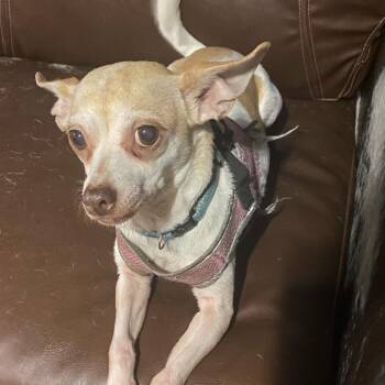 Cookie -  Chihuahua Dog for Adoption in Lake Jackson, Texas - Cookie | PetCurious