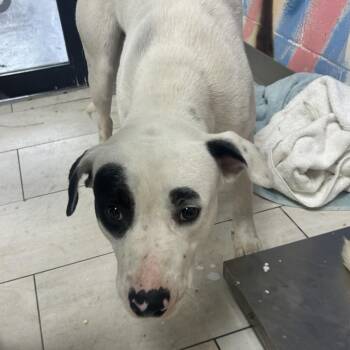 Mixed Breed Dogs Available for Adoption in Lufkin, Texas - Chico | PetCurious