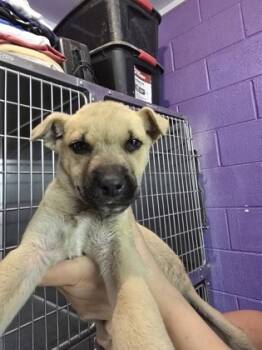 Rescue Mixed Breed Dogs for Adoption in Moses Lake, Washington - Kip | PetCurious