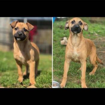 Colt -  Black Mouth Cur Dog for Adoption in Philadelphia, Pennsylvania - Colt | PetCurious