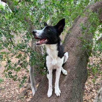 Border Collie Dogs Available for Adoption in The Woodlands, Texas - Mor | PetCurious