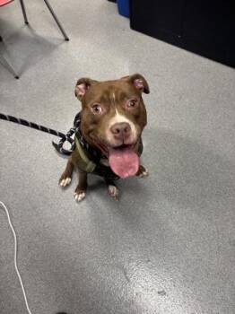 Cuppie -  Mixed Breed Dog for Adoption in West Chester, Pennsylvania - Cuppie | PetCurious