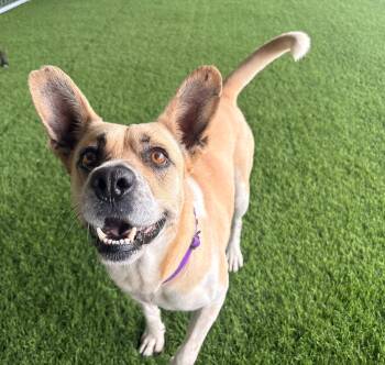 Meret -  Mixed Breed Dog Available for Adoption in New York, New York - Meret | PetCurious