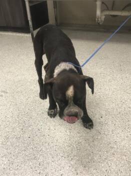 Q-BALL -  American Bulldog and Mixed Breed Dog for Adoption in Conroe, Texas - Q-BALL | PetCurious