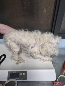 Schnauzer Dogs Available for Adoption in Lawrenceville, Georgia - Pen 229 | PetCurious
