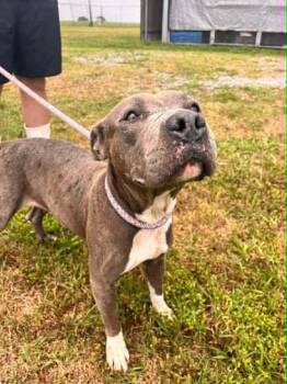 Tayla -  Mixed Breed Dog for Adoption in Scott, Louisiana - Tayla | PetCurious