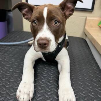Pit Bull Terrier and Mixed Breed Dogs Available for Adoption in Madisonville, Kentucky - Amigo | PetCurious