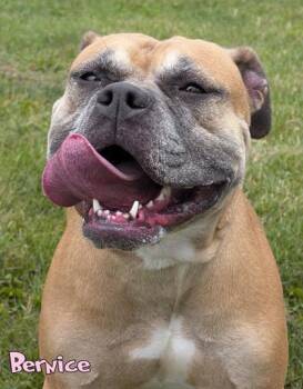 Bernice -  Boxer and American Bulldog Dog for Adoption in Mason, Michigan - Bernice | PetCurious