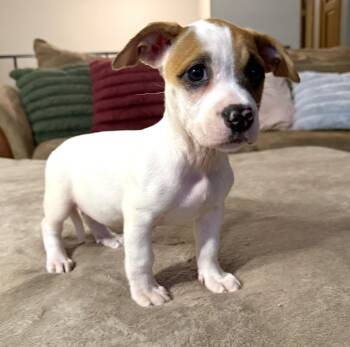 Jelly -  American Bully Dog for Adoption in Lisbon, Iowa - Jelly | PetCurious