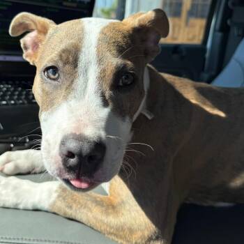 Lurch -  Pit Bull Terrier and Mixed Breed Dog for Adoption in Galveston, Texas - Lurch | PetCurious