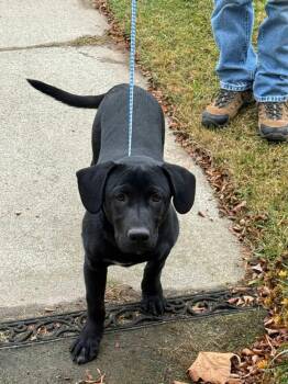 Bowie -  Labrador Retriever Dog for Adoption in Vancouver, Washington - Bowie | PetCurious