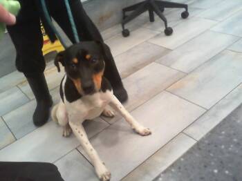 Labrador Retriever Dogs Available for Adoption in Charlotte, North Carolina - KNIGHT SKY | PetCurious