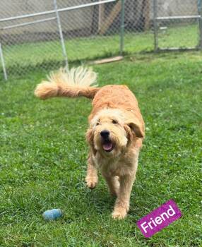 Friend -  Goldendoodle Dog for Adoption in Wheelersburg, Ohio - Friend | PetCurious