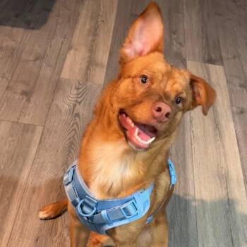 Australian Shepherd Dogs Available for Adoption in Brentwood, Tennessee - Carmelita | PetCurious
