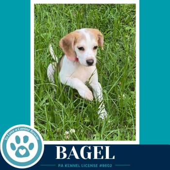 Bagel 062026 -  Beagle Dog for Adoption in Kimberton, Pennsylvania - Bagel 062026 | PetCurious