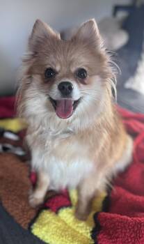 Pomeranian Dogs Available for Adoption - Lacey | PetCurious