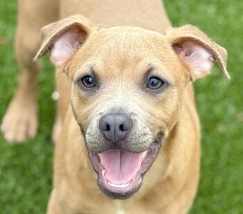 Gouda -  Pug and Mixed Breed Dog Available for Adoption in Hondo, Texas - Gouda | PetCurious