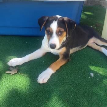Raven -  Hound and Mixed Breed Dog for Adoption in Shorewood, Illinois - Raven | PetCurious