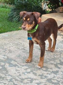 Rudy -  Dachshund Dog for Adoption in Gorham, Maine - Rudy | PetCurious