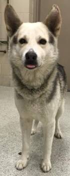 Rescue German Shepherd Dog and Mixed Breed Dogs for Adoption in Conroe, Texas - FERB | PetCurious