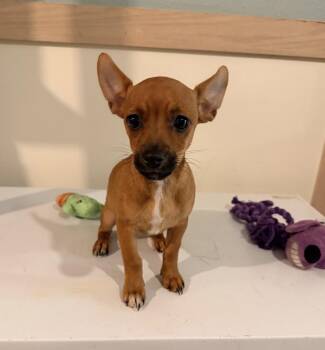 Chihuahua Dogs Available for Adoption in Mansfield, Texas - Whiskey | PetCurious