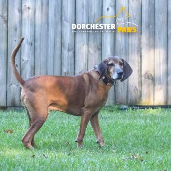 Clarence -  Hound and Mixed Breed Dog for Adoption in Summerville, South Carolina - Clarence | PetCurious