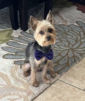 Yorkshire Terrier Dogs Available for Adoption in Lakewood Village, Texas - Ginger | PetCurious