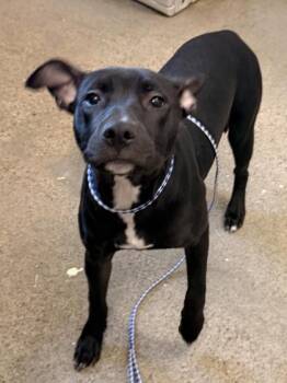 Pit Bull Terrier and Labrador Retriever Dogs Available for Adoption - Violet | PetCurious