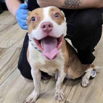 Kev -  Pit Bull Terrier Dog for Adoption in Newark, New Jersey - Kev | PetCurious