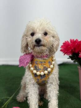 Poodle and Maltipoo Dogs Available for Adoption in Carlsbad, California - Cotton-One Of Our Amazing Rescue Dogs | PetCurious