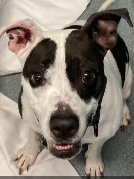 Rescue Pit Bull Terrier Dogs for Adoption in Syracuse, New York - Bunny | PetCurious