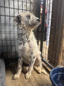 Rescue Australian Shepherd and Poodle Dogs for Adoption in Severance, Colorado - Buttercup | PetCurious