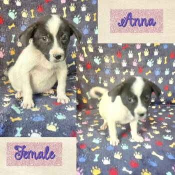 Anna -  Terrier Dog for Adoption in Manchester, Connecticut - Anna | PetCurious