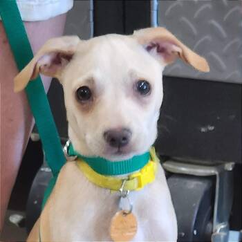 Honey -  Chihuahua and Mixed Breed Dog for Adoption in Prescott, Arizona - Honey | PetCurious