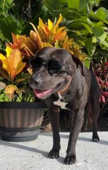 Rescue Black Labrador Retriever and Pit Bull Terrier Dogs for Adoption in Miami, Florida - Rocky | PetCurious