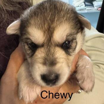 Mixed Breed Dogs Available for Adoption in Bartlett, Tennessee - Chewy | PetCurious