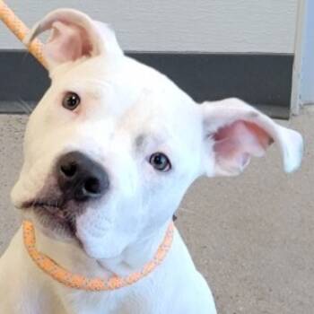 Rescue Mixed Breed Dogs for Adoption in Las Cruces, New Mexico - 100607 | PetCurious