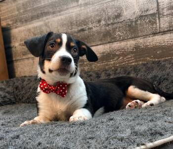 Bullseye -  Beagle and Basset Hound Dog for Adoption in Princeton, Massachusetts - Bullseye | PetCurious