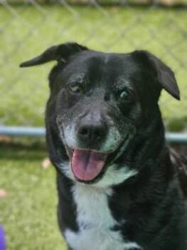 Mixed Breed Dogs Available for Adoption in Savannah, Georgia - Zoey | PetCurious