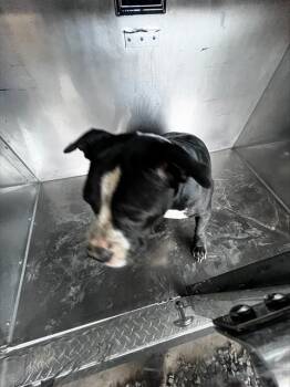 Rescue Mixed Breed Dogs for Adoption in Dallas, Texas - BUBBA | PetCurious