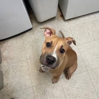 Rescue Pit Bull Terrier Dogs for Adoption in Elmwood Park, New Jersey - Scooby | PetCurious