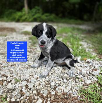 Pawlie Pawnuts -  Labrador Retriever Dog for Adoption in Oviedo, Florida - Pawlie Pawnuts | PetCurious