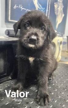 Valor -  Shepherd and Standard Poodle Dog for Adoption in Manchester, Connecticut - Valor | PetCurious