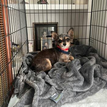 Yorkshire Terrier Dogs Available for Adoption - Yom | PetCurious