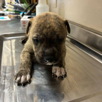 Rescue Husky Dogs for Adoption in San Antonio, Texas - Tissaia | PetCurious