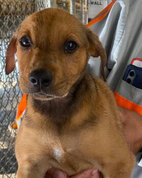 Callie -  Mixed Breed Dog for Adoption in Post, Texas - Callie | PetCurious